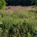 Conifer wood harvested in 2016. No sprays used. Replanted with conifers and a border of deciduous trees_sml