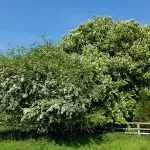 Flowering hawthorns are let grow to full size_sml
