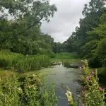 Large pond surrounded by woods. Area left undisturbed for wildlife in centre of the farm._sml