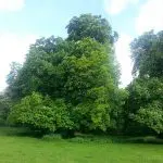 Preservation of large very old (250 years) flowering trees - chestnuts_sml