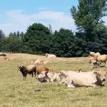 Use of a breed of cows that are efficient and thrive on low grade feed =grass. No need for concentrates_sml