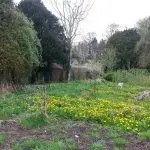 Vegetable garden, dandelions are left over the winter as cover. Flowers in early spring also deep root opens up the soil_sml