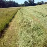 Wide margin left on side of hay field in a fen type area. This will be grazed by the cows later on in the autumn.