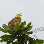 scarce-Yellowhammer-singing-on-a-BRIDE-project-farm