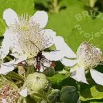 scarce-red-tipped-clearwing-moth-recorded-on-BRIDE-farm_Tom-Gittings_Donal-Sheehan
