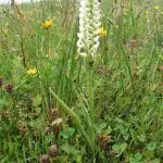 Irish Lady's Tresses Orchid. T.Earley's Mountallen,L.Allen