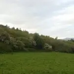 Native oak and mixed woodland planted by boyd - small