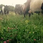 Cattle-grazing-on-species-rich-fields-showing-yellow-rattle