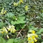 IMG-20160903-WA0028 cowslips