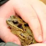 IMG_6327 frog
