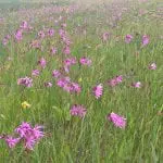 WP_20170601_14_53_11_Pro