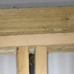 bat in joist box