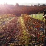 Digging Bare root apple tree at the ISSA nursery