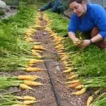 Volunteers selecting Limburg Yellow Carrot