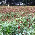 High-Protein-Pig-Forage-Trial-Crop