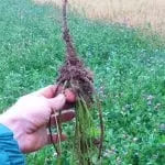 Rhizosheath-on-the-tap-root-of-red-clover