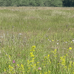 Summertime has wonderful amount of insect and butterfly activity