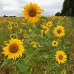 Sunflower-Crop