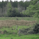 The Fen has a variety of species visiting it