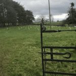 The Forest Garden - One acre devoted to fruiting bushes and trees