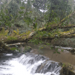 Wooded Glens around the Hartwell Stream offer a unique habitat for wildlife