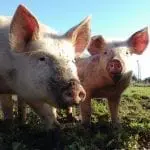 Our-Farm