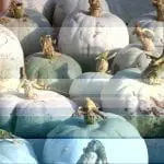 Crown-prince-pumkins-at-Kilbrack