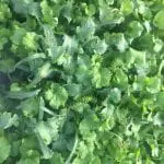 Diverse-cover-crop