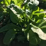 Spinach-crop-at-Kilbrack-Farm
