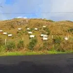 Tom keane_ sheep grazing