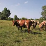 Brindled cow 9994 cmacl