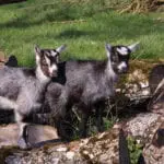lough ree goats 1755 cmacl