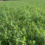 Winter-OSR-with-multi-sp-companion-crop-TT