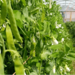 peas