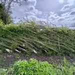 IMG-20250520-WA0052