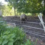 An Rare-Breed Oxford Sandy and Black enjoys her outdoor pen