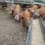 Piglets enjoy their feed from a trough in an outdoor-breeding systeme